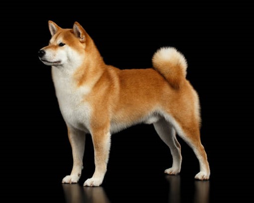 Akita Inu